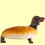 hotDOG