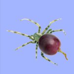 spindruif